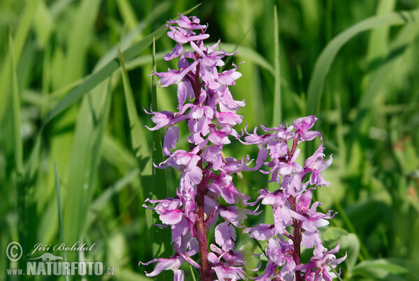 Early-purple orchid (Orchis mascula subsp. speciosa)