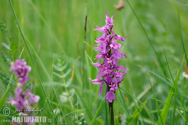 Early-purple orchid (Orchis mascula subsp. speciosa)
