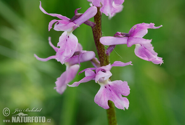 Early-purple orchid (Orchis mascula subsp. speciosa)