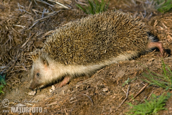 Eastern Hedgehog (Erinaceus roumanicus)