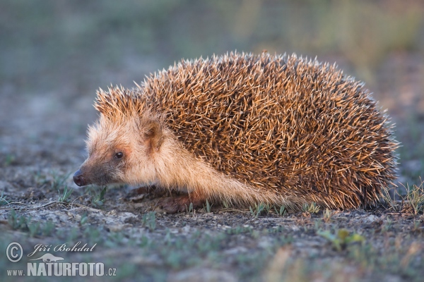 Eastern Hedgehog (Erinaceus roumanicus)