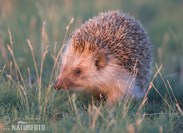 Eastern Hedgehog (Erinaceus roumanicus)