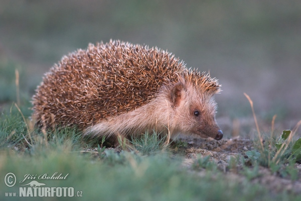 Eastern Hedgehog (Erinaceus roumanicus)