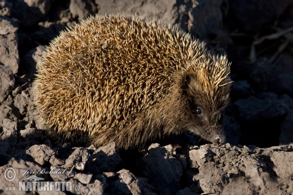 Eastern Hedgehog (Erinaceus roumanicus)