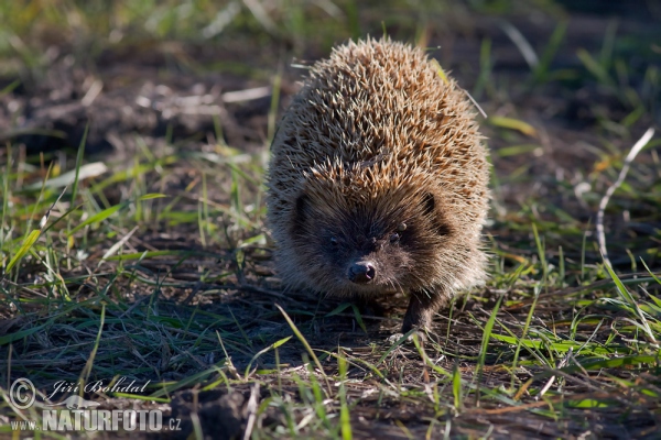 Eastern Hedgehog (Erinaceus roumanicus)