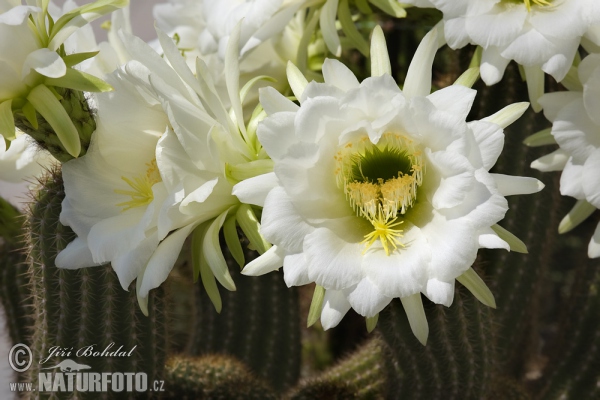 Echinopsis sp.