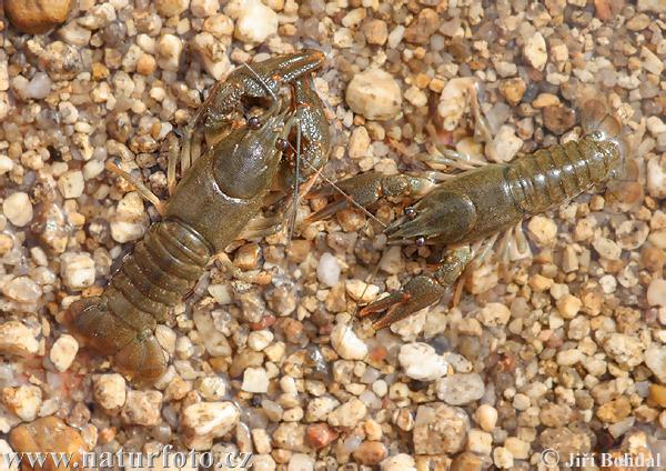 Écrevisse à pattes rouges