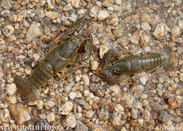 Écrevisse à pattes rouges