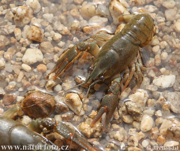 Écrevisse à pattes rouges