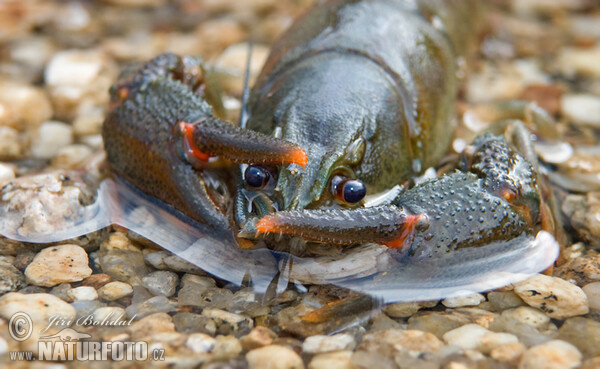 Écrevisse à pattes rouges