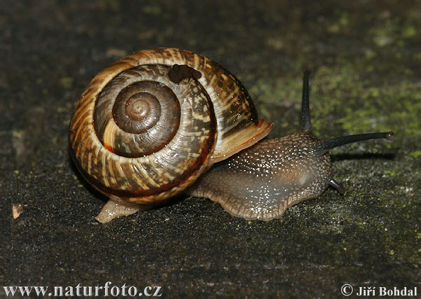 efleckte Schnirkelschnecke