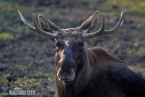 Eland