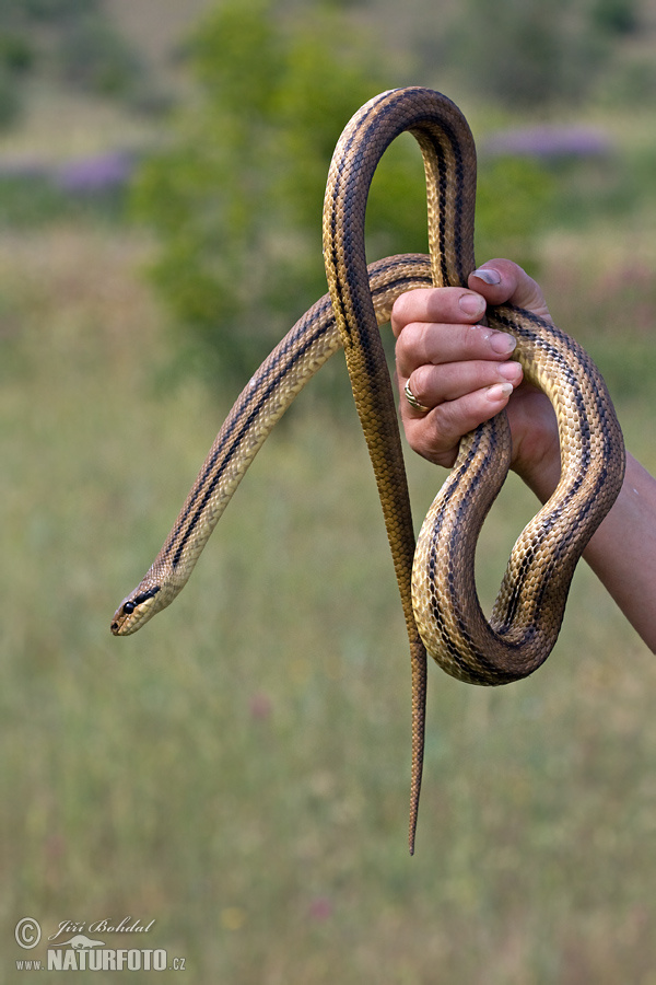 Elaphe quatuorlineata