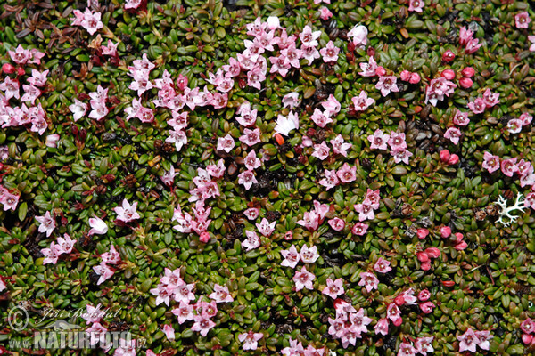 El'azalea alpina