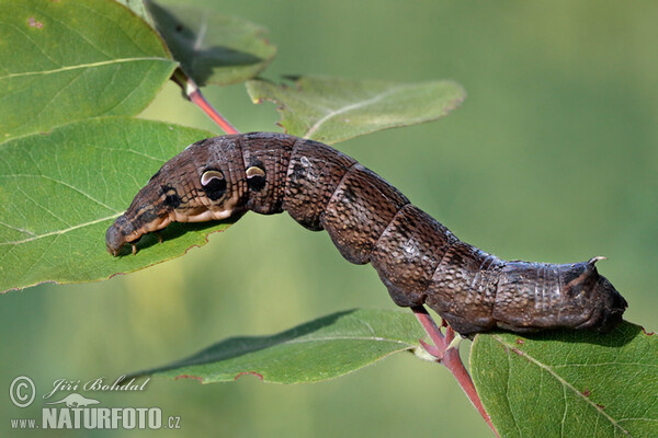 Elephant Hawk-moth (Deilephila elpenor)