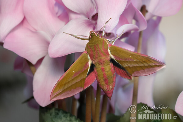 Elephant Hawk-moth (Deilephila elpenor)