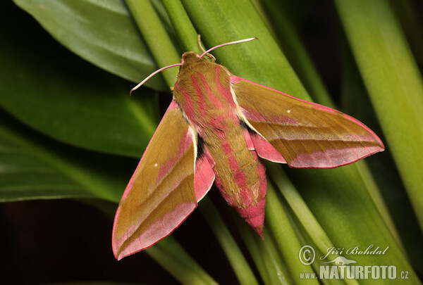 Elephant Hawk-moth (Deilephila elpenor)