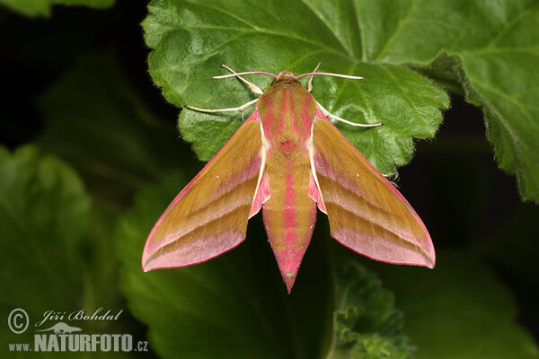 Elephant Hawk-moth (Deilephila elpenor)