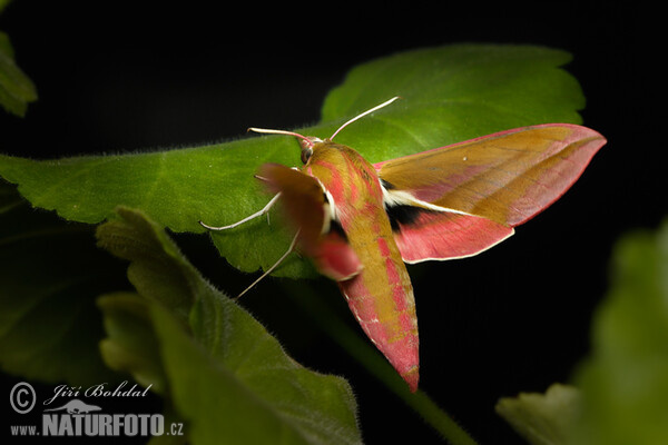 Elephant Hawk-moth (Deilephila elpenor)