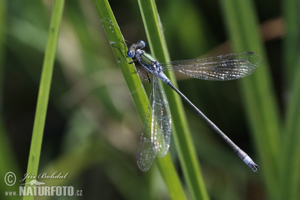 Emerald damselfly (Lestes sponsa)