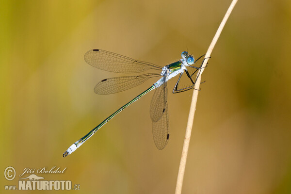 Emerald damselfly (Lestes sponsa)