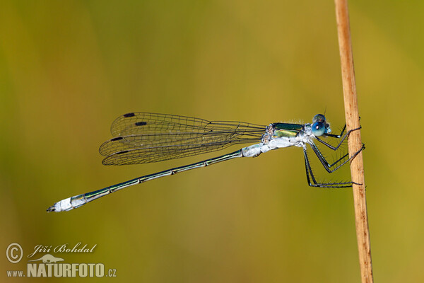 Emerald damselfly (Lestes sponsa)