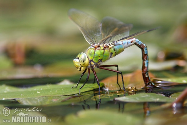 Emperor dragonfly (Anax imperator)
