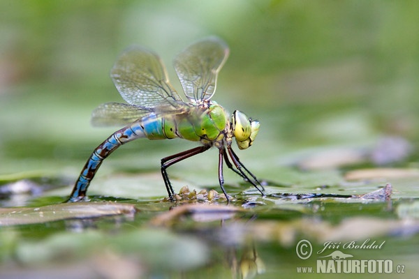 Emperor dragonfly (Anax imperator)