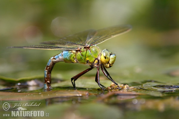 Emperor dragonfly (Anax imperator)