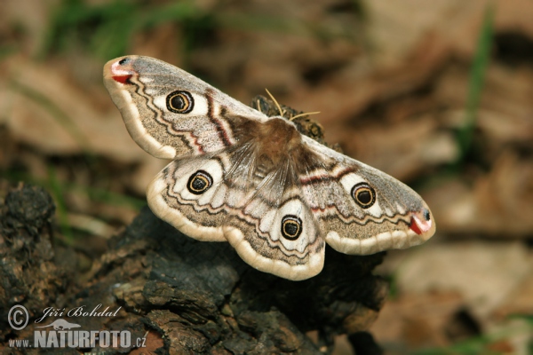 Emperor Moth (Eudia pavonia)
