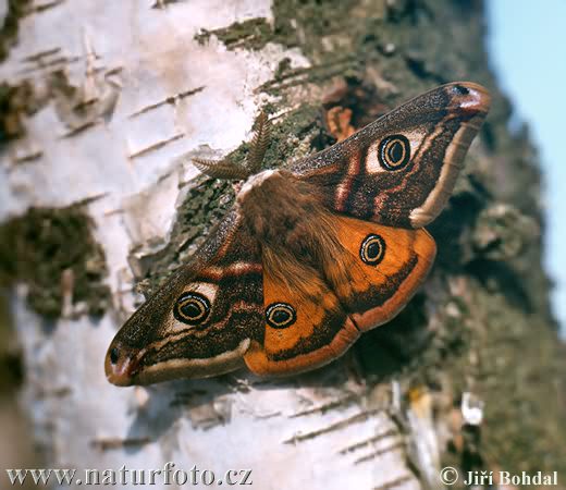 Emperor Moth (Eudia pavonia)