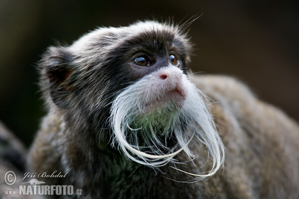 Emperor Tamarin (Saguinus imperator)