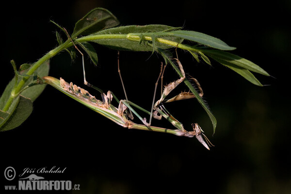 Empusa fasciata