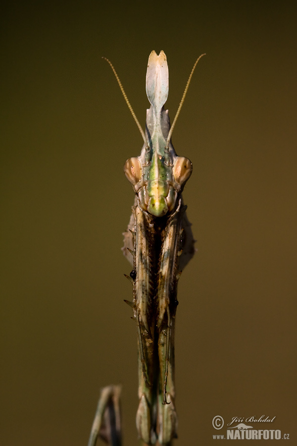 Empusa fasciata