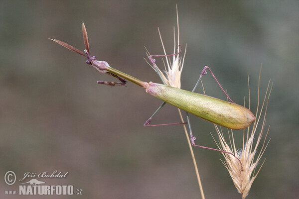 Empusa fasciata