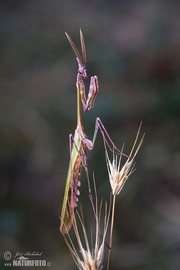 Empusa fasciata