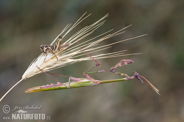 Empusa fasciata