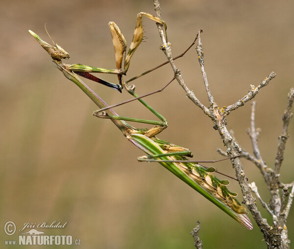 Empusa pennata