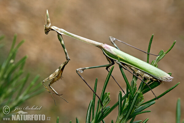 Empusa pennata