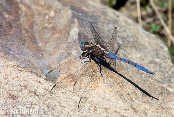 Epaulet Skimmer (Orthetrum chrysostigma)