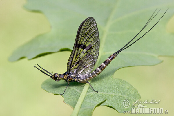 Ephemera vulgata