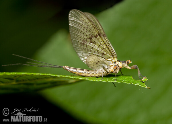 Ephemerid (Ephemeroptera)