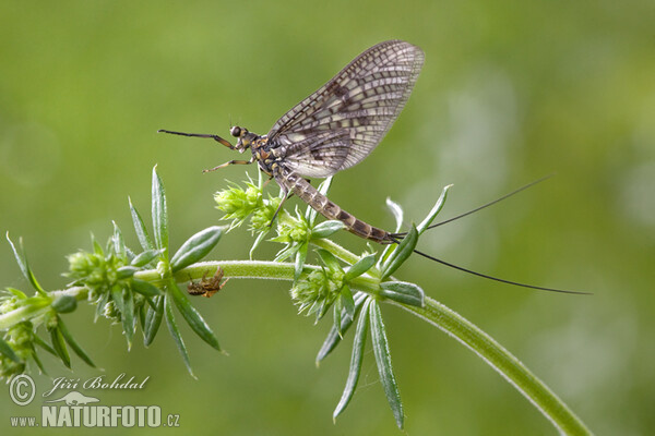 Ephemerid (Ephemeroptera)