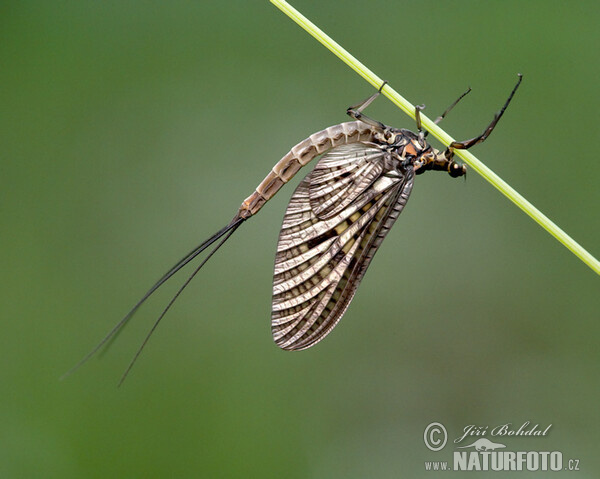 Ephemerid (Ephemeroptera)