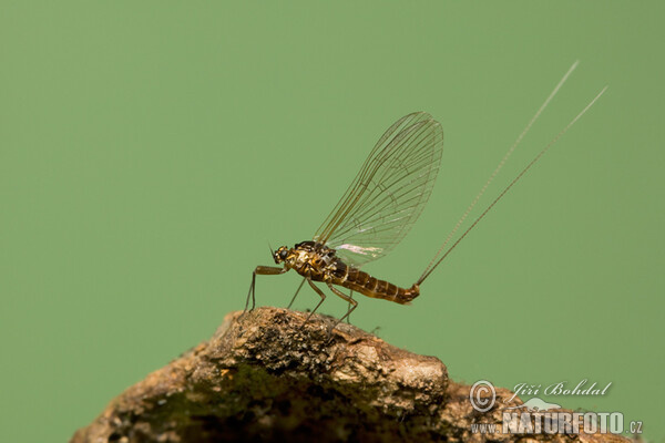 Ephemerid (Ephemeroptera)