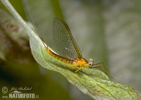 Ephemerid (Ephemeroptera)