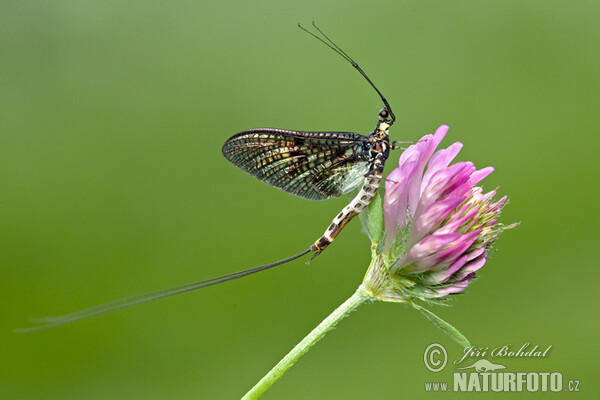 Ephemeroptera