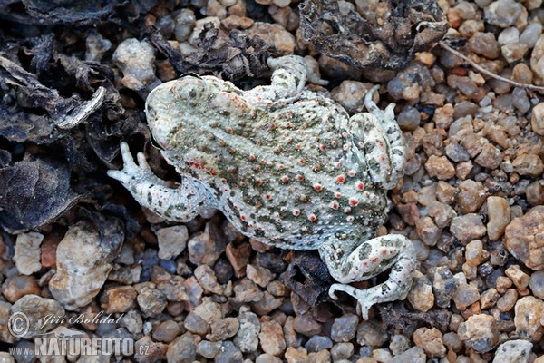 Epidalea calamita