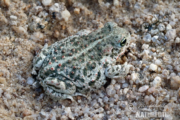 Epidalea calamita