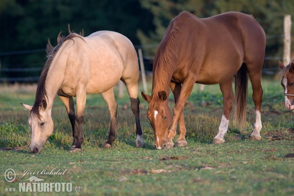 Equus caballus